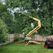 How Our Tree Care Process Works  in  Astor, FL