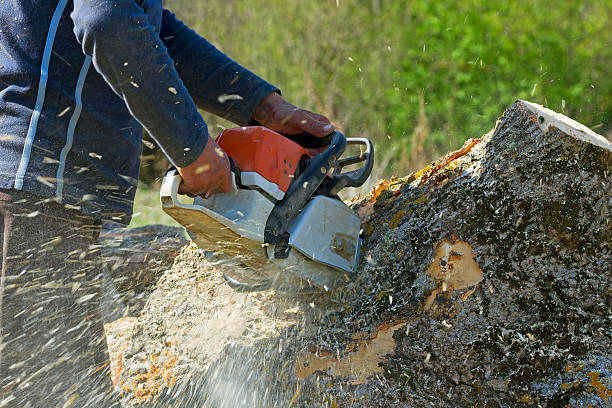 Reliable Astor, FL Tree Care  Solutions